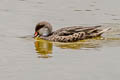 White-cheeked Pintail Anas bahamensis galapagensis