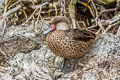 White-cheeked Pintail Anas bahamensis galapagensis