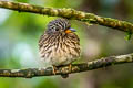 White-chested Puffbird Malacoptila fusca