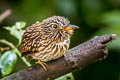 White-chested Puffbird Malacoptila fusca