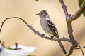 White-crested Elaenia Elaenia albiceps griseigularis 