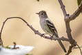 White-crested Elaenia Elaenia albiceps griseigularis 