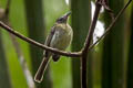 White-eyed Tody-Tyrant Hemitriccus zosterops zosterops