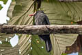 White-fronted Nunbird Monasa morphoeus peruana