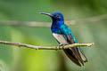 White-necked Jacobin Florisuga mellivora mellivora