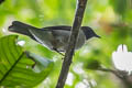 White-necked Thrush spodiolaemus 