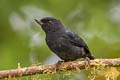 White-sided Flowerpiercer Diglossa albilatera