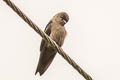 White-thighed Swallow Atticora tibialis minima