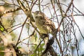 White-throated Tyrannulet Mecocerculus leucophrys rufomarginatus