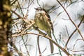 White-throated Tyrannulet Mecocerculus leucophrys rufomarginatus