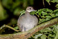 White-throated Tinamou Tinamus guttatus