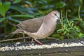 White-tipped Dove Leptotila verreauxi decolor