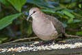 White-tipped Dove Leptotila verreauxi decolor