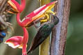 White-tipped Sicklebill Eutoxeres aquila aquila