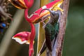 White-tipped Sicklebill Eutoxeres aquila aquila