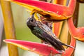 White-tipped Sicklebill Eutoxeres aquila aquila