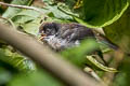 White-winged Brushfinch Atlapetes leucopterus leucopterus