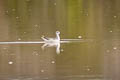 Wilson's Phalarope Phalaropus tricolor