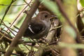 Wing-banded Wren Microcerculus bambla albigularis