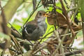 Wing-banded Wren Microcerculus bambla albigularis