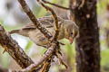 Woodpecker Finch Camarhynchus pallidus pallidus