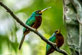 Yellow-billed Jacamar Galbula albirostris chalcocephala