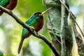 Yellow-billed Jacamar Galbula albirostris chalcocephala