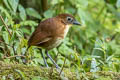 Yellow-breasted Antpitta Grallaria flavotincta