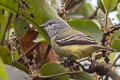 Yellow-crowned Tyrannulet Tyrannulus elatus