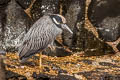 Yellow-crowned Night Heron Nyctanassa violacea pauper