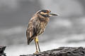 Yellow-crowned Night Heron Nyctanassa violacea pauper