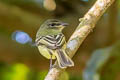 Yellow-margined Flatbill Tolmomyias assimilis obscuriceps