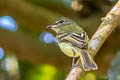 Yellow-margined Flatbill Tolmomyias assimilis obscuriceps