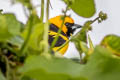 Yellow-tailed Oriole Icterus mesomelas taczanowskii