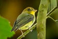 Yellow-throated Spadebill Platyrinchus flavigularis flavigularis