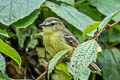 Yellow Tyrannulet Capsiempis flaveola semiflava