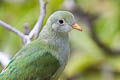 Atoll Fruit Dove Ptilinopus coralensis