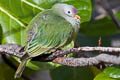 Atoll Fruit Dove Ptilinopus coralensis