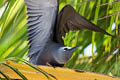 Black Noddy Anous minutus minutus
