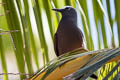 Black Noddy Anous minutus minutus