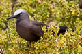 Black Noddy Anous minutus minutus