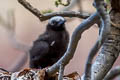 Black Noddy Anous minutus minutus