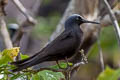 Black Noddy Anous minutus minutus