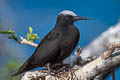 Black Noddy Anous minutus minutus