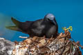 Black Noddy Anous minutus minutus