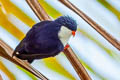 Blue Lorikeet Vini peruviana