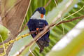 Blue Lorikeet Vini peruviana