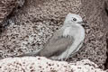 Blue Noddy Anous ceruleus nebouxi