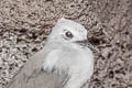 Blue Noddy Anous ceruleus nebouxi