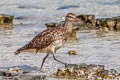 Bristle-thighed Curlew Numenius tahitiensis